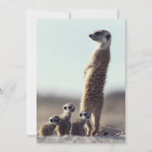 Carte De Remerciements Animaux de bébés cutest Une famille de Meerkats