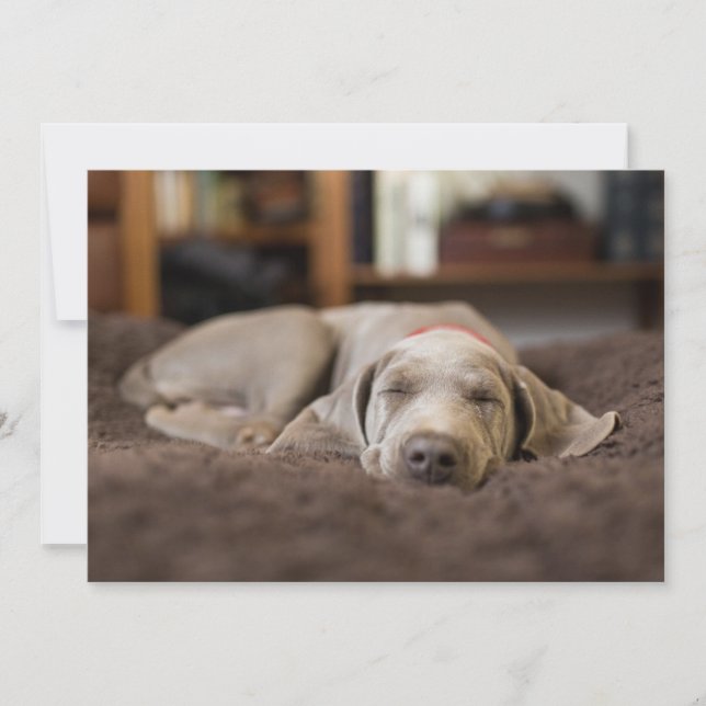 Carte De Remerciements Animaux de bébés cutest | Weimaraner Puppy Sleepin (Devant)