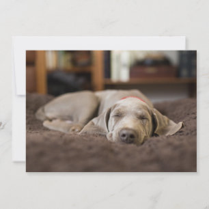 Carte De Remerciements Animaux de bébés cutest   Weimaraner Puppy Sleepin