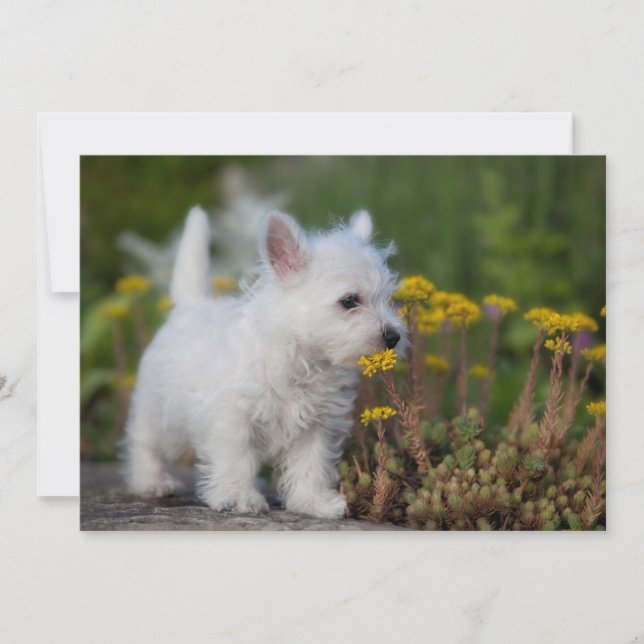 Carte De Remerciements Animaux de bébés cutest | West Highland White Terr (Devant)