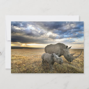 Carte De Remerciements Animaux de bébés cutest White Rhino & Calf