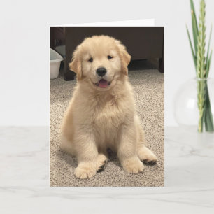 Carte De Remerciements Archie's Adventures Birthday Card