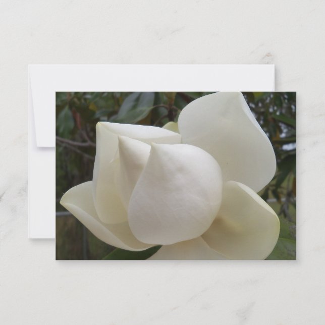 Carte de remerciements avec Fleur Magnolia blanche (Devant)