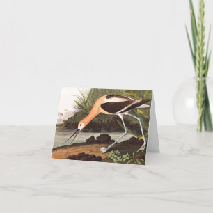 Carte De Remerciements Avocet américain par John James Audubon