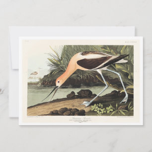 Carte De Remerciements Avocette d'Amérique de Birds of America,