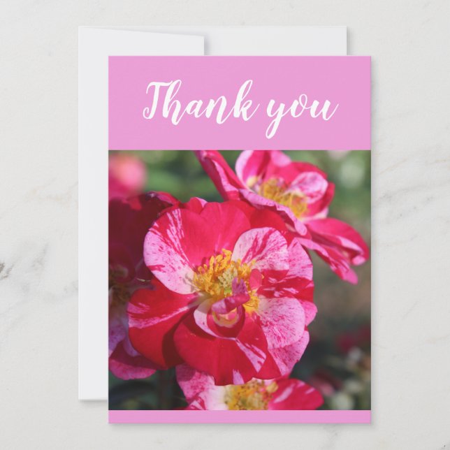 Carte De Remerciements Belle Fleur de Rose Rayée Rouge et Rose (Devant)