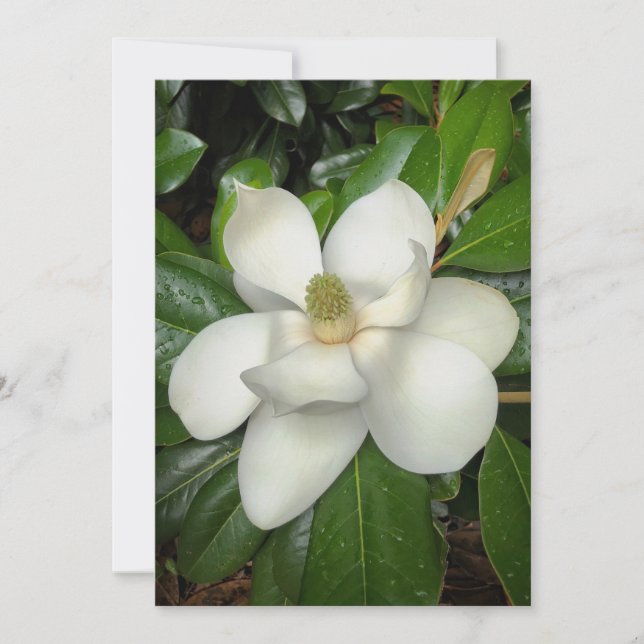 Carte De Remerciements Belle Magnolia du Sud (Devant)