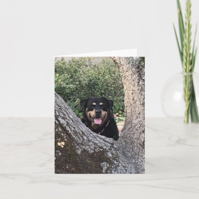 Carte De Remerciements belle photo de rottweiler (Devant)