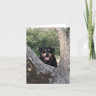 Carte De Remerciements belle photo de rottweiler
