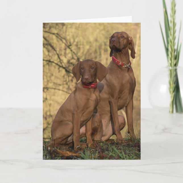 Carte De Remerciements Belle Vizsla Chiens De Sport (Devant)