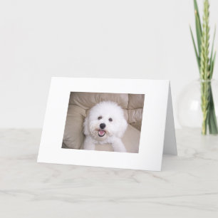 Carte De Remerciements Bichon Frise