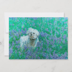 Carte De Remerciements Bichon Frise dans les Bluebonnets