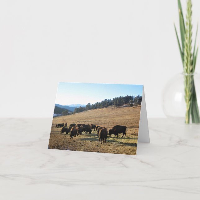 Carte De Remerciements Bison dans le Colorado (Devant)