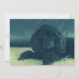 Carte De Remerciements Black poodle
