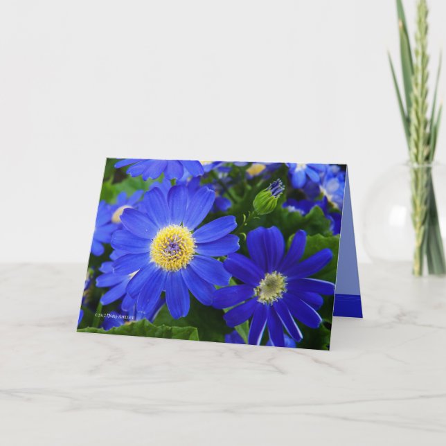 Carte De Remerciements Blu Daisy (Devant)