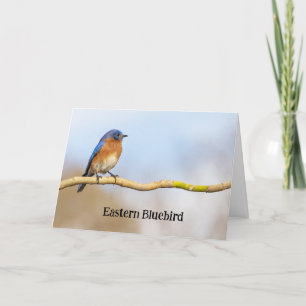 Carte De Remerciements Bluebird