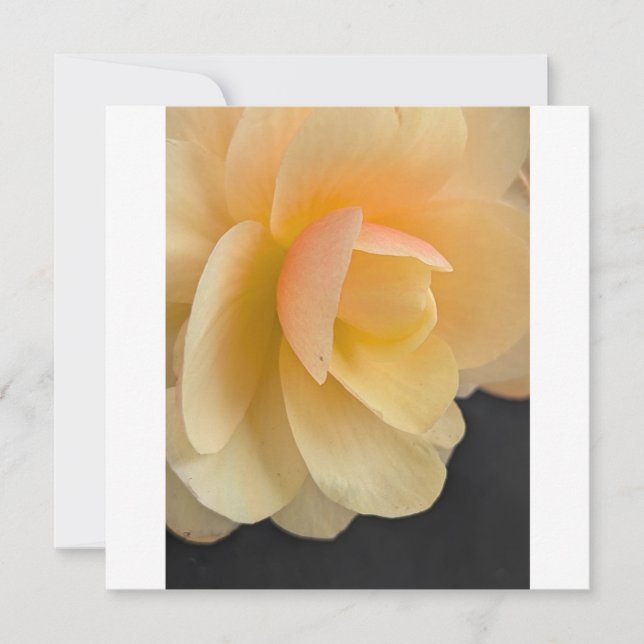Carte De Remerciements Buttery Begonia Note Card (Devant)