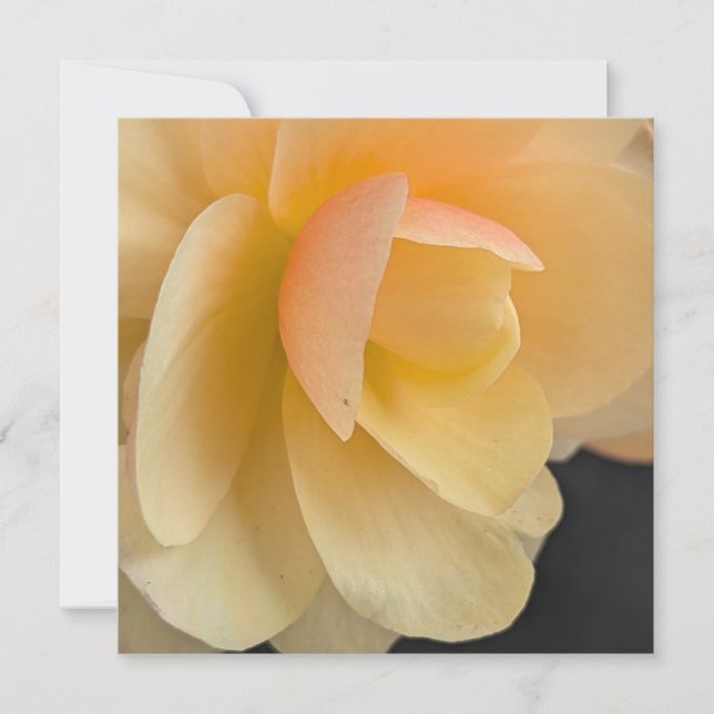 Carte De Remerciements Buttery Begonia Note Card (Devant)