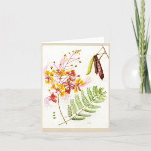 Carte De Remerciements Caesalpinia pulcherrima