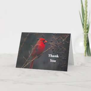 Carte De Remerciements Cardinal rouge de la faune