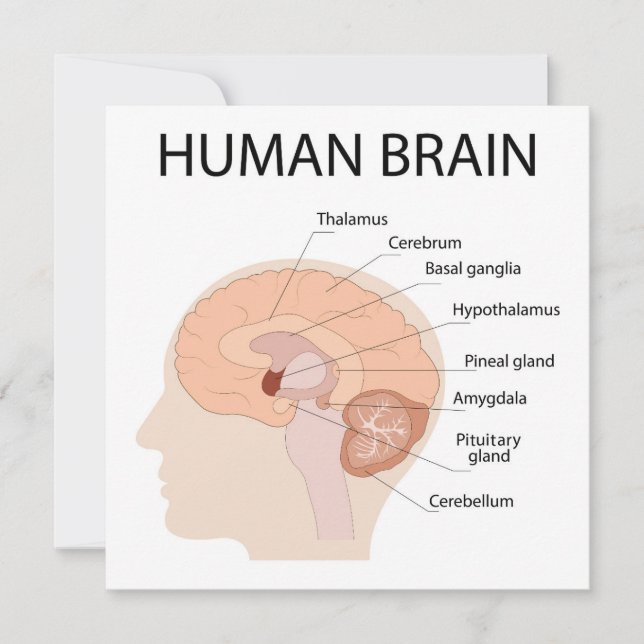 Carte De Remerciements cerveau humain (Devant)