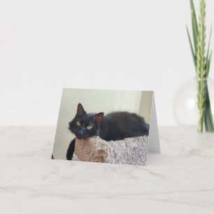 Carte De Remerciements chat noir