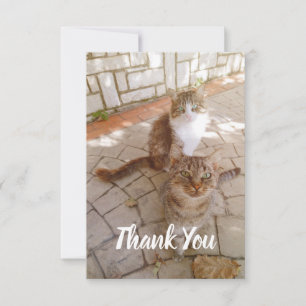 Carte De Remerciements Chats dans la rue