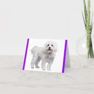 Carte De Remerciements Chien chiot maltais blanc : Bonjour, Mlle Vous, Am