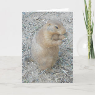 carte de remerciements "Chien des Prairies n° 1"
