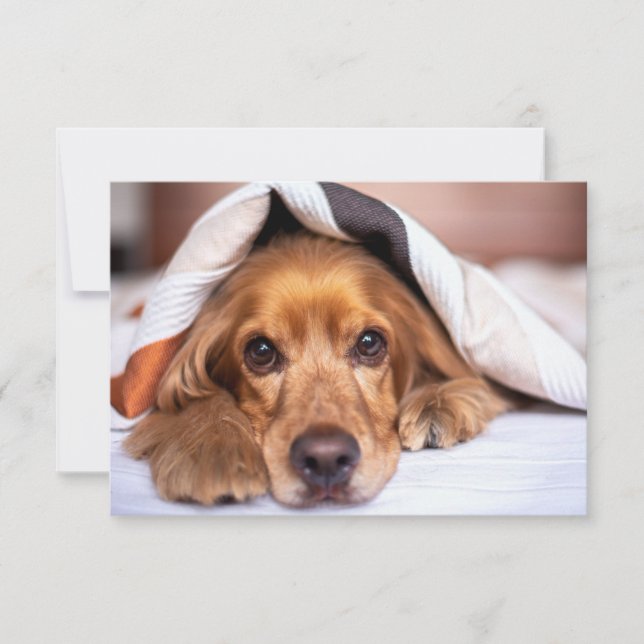 Carte De Remerciements Chien espagnol de Cocker (Devant)