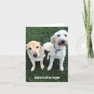 Carte De Remerciements Chiens du Labrador mignons qui vous manquent