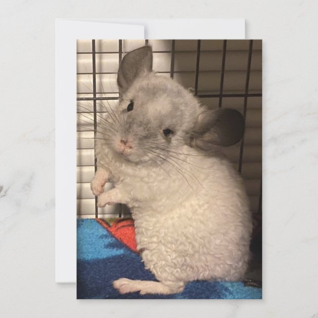 Carte De Remerciements chinchilla (Devant)