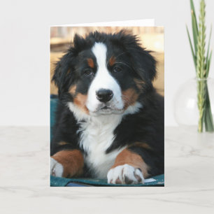 Carte De Remerciements chiot bernais