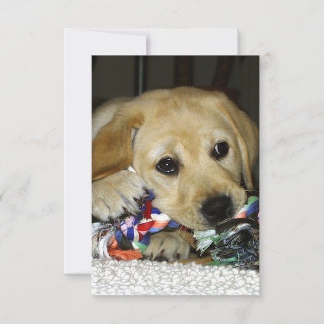 Carte De Remerciements chiot labrador jaune LR avec jouet (Devant)