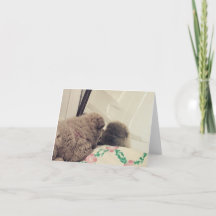 chow chow chiot se voit dans le miroir