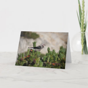 Carte De Remerciements Clark's Nutcracker - Yosemite