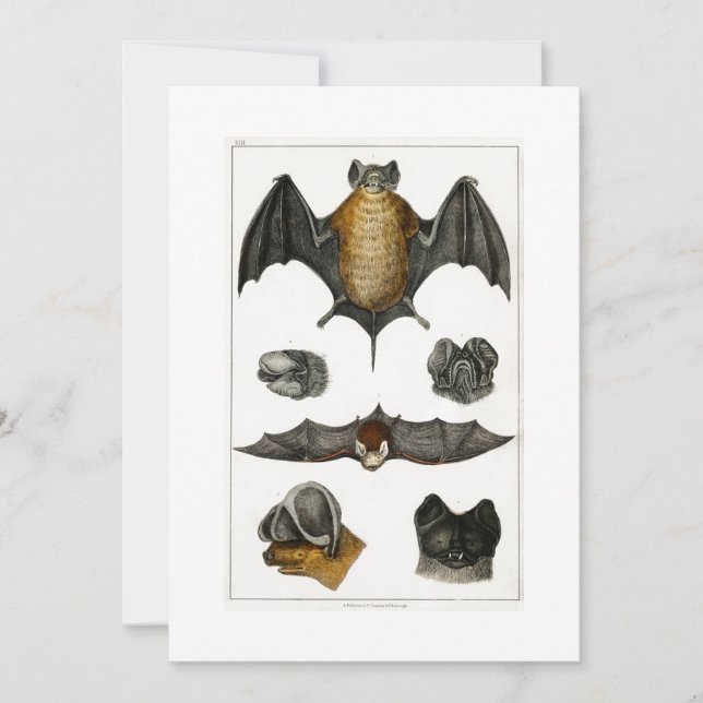 Carte De Remerciements Collection de différentes chauves-souris (Devant)