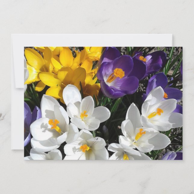 Carte De Remerciements Crocus Fleur Mélange Floral (Devant)