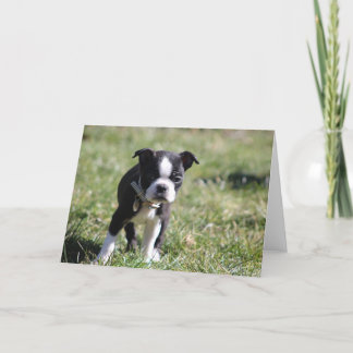 Carte De Remerciements Cute Boston Terrier Blank
