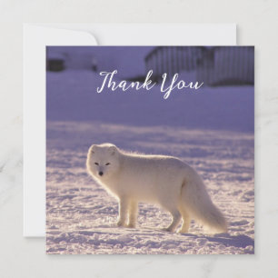 Carte De Remerciements Cute White Arctic Fox neige hiver Photographie