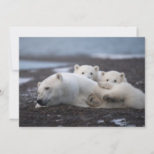 Carte De Remerciements Cutest Baby Animals   Polar Bear Family Alaska
