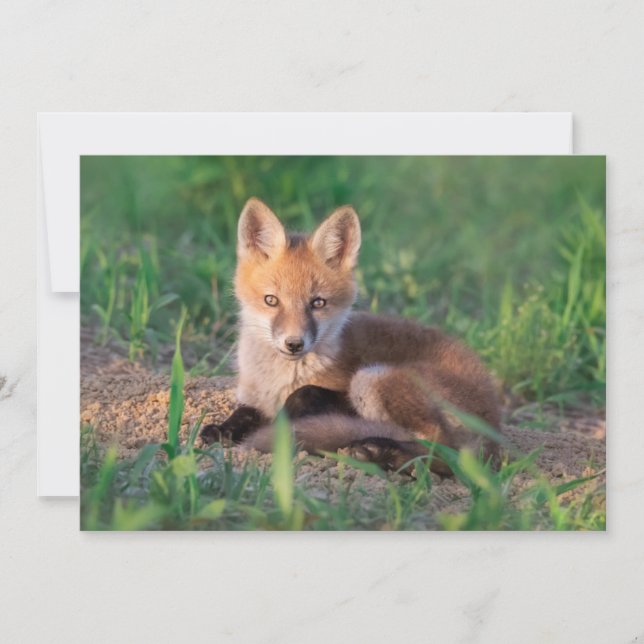 Carte De Remerciements Cutest Baby Animals | Red Fox Kit Relaxing (Devant)