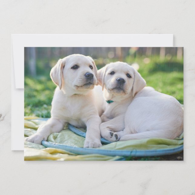 Carte De Remerciements Cutest Baby Animals | Yellow Labrador Retrievers (Devant)