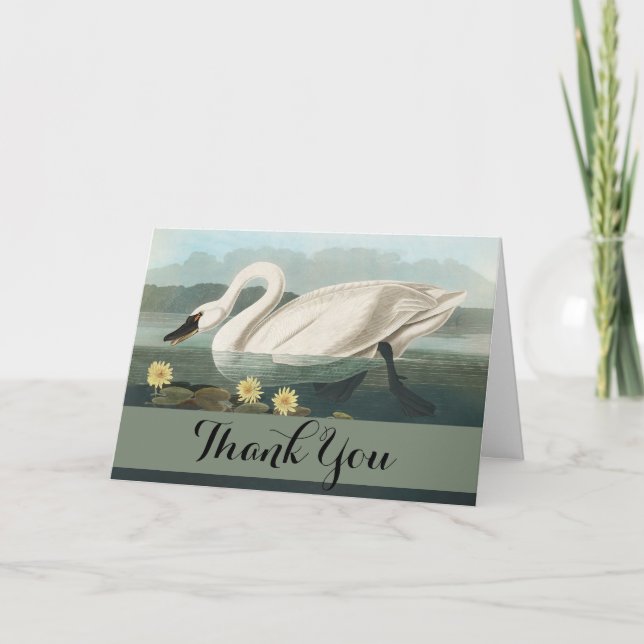 Carte De Remerciements cygne audubon cygnes d'eau blanche (Devant)