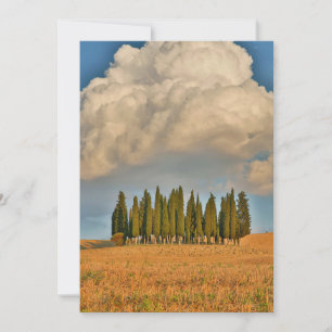 Carte De Remerciements Cyprès de Toscane