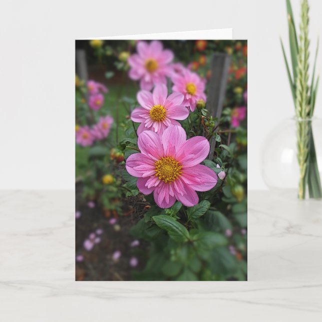 Carte De Remerciements Dahlias roses (Devant)