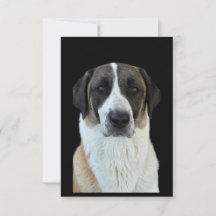 Carte de remerciements de berger anatolien