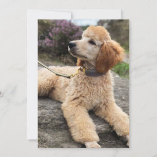 Carte de remerciements de caniche