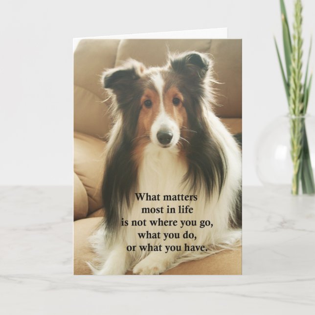 Carte de remerciements de Sheltie (Devant)