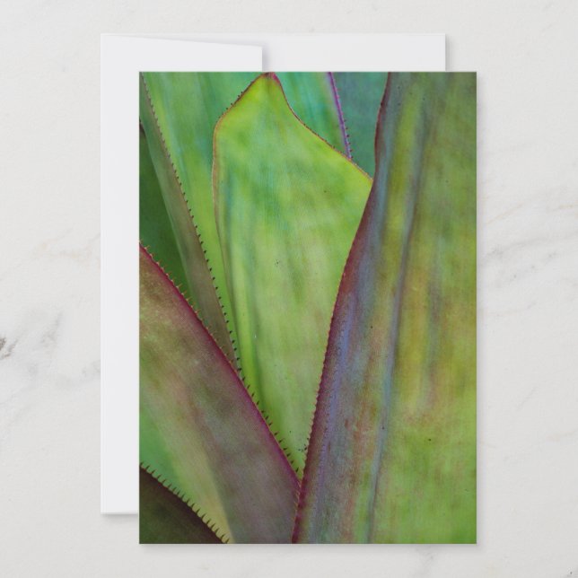 Carte De Remerciements Détail du Plante Agave (Devant)